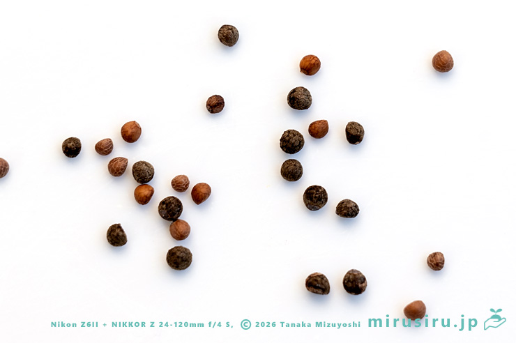 エゴマ（黒色）とレモンエゴマ（赤褐色）の種子の比較　茅ヶ崎市浜之郷　2026/01/04