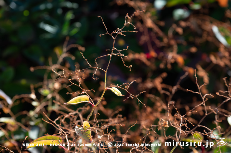 実付きが悪いファロピア・三ヶ下　葉山町一色　2026/01/08