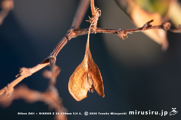 ファロピアの熟した実　葉山町一色・三ヶ下　2026/01/08