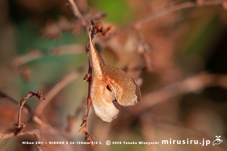 ファロピアの熟した実　葉山町一色・三ヶ下　2026/01/08