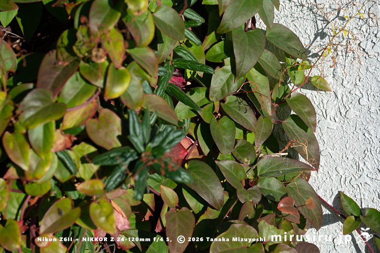 ファロピアの真冬の葉　葉山町一色・三ヶ下　2026/01/08