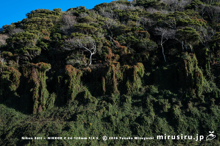 真冬のファロピア　葉山町一色・はやま三ヶ岡山緑地　2026/01/08