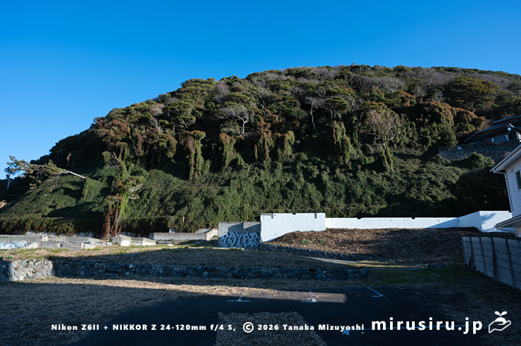 真冬のファロピア　葉山町一色・はやま三ヶ岡山緑地　2026/01/08