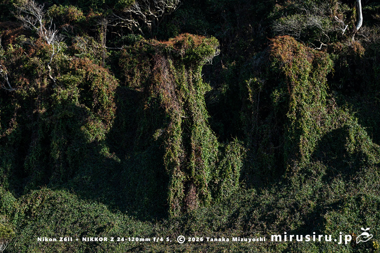 真冬のファロピア　葉山町一色・はやま三ヶ岡山緑地　2026/01/08