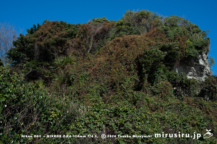 真冬のファロピア　三浦市南下浦町松輪・剱崎　2026/01/08
