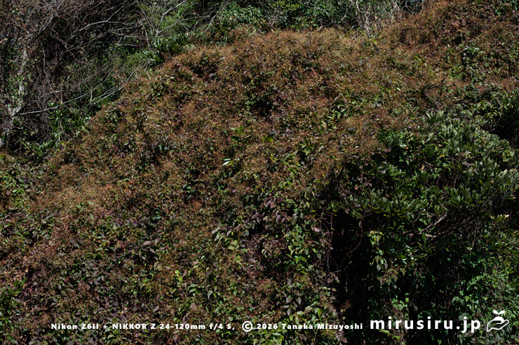 真冬のファロピアの茶色く枯れた花序の残骸　三浦市南下浦町松輪・剱崎　2026/01/08