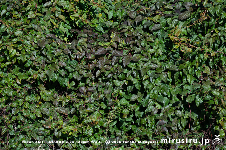 ファロピアの真冬の葉　三浦市南下浦町松輪・剱崎　2026/01/08