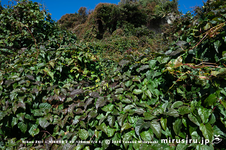 真冬のファロピア　三浦市南下浦町松輪・剱崎　2026/01/08