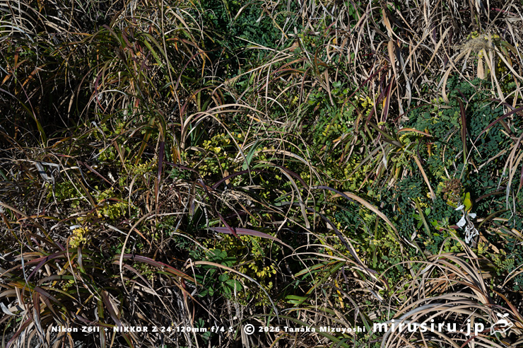 傷みつつあるもまだ冬枯れしていないヒロハクサフジ　三浦市・毘沙門海岸　2026/01/08