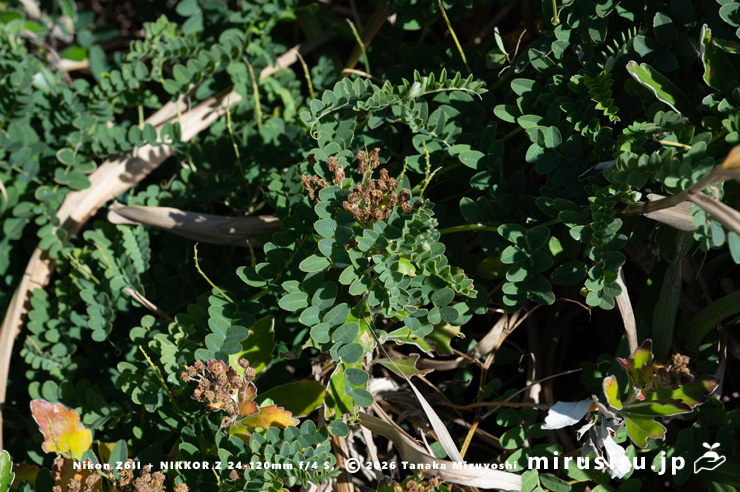 まだ冬枯れしていないヒロハクサフジ　三浦市・毘沙門海岸　2026/01/08