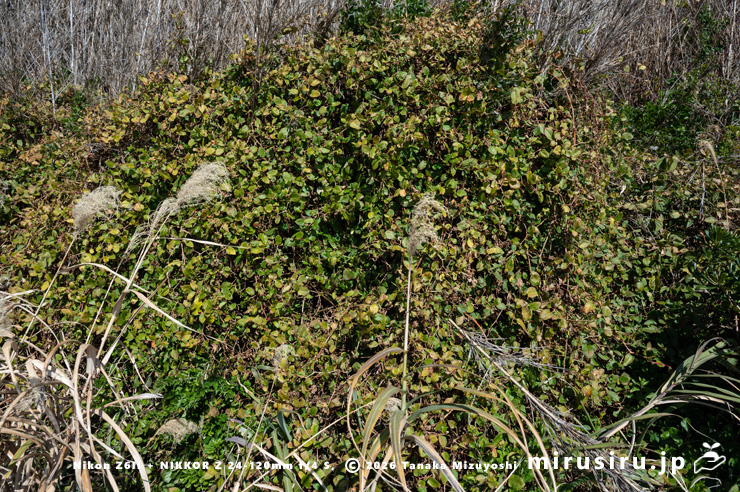 やや枯れ始めている冬のツルソバ　三浦市・毘沙門海岸　2026/01/08