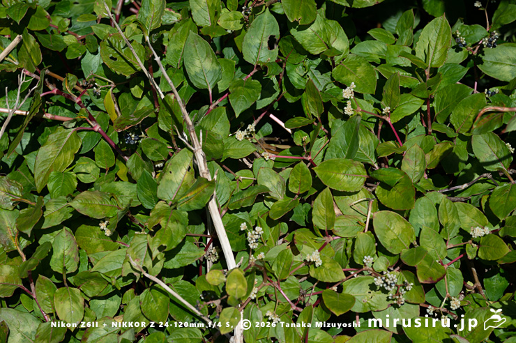 降霜後も思いのほか傷んでいない冬のツルソバ　三浦市・毘沙門海岸　2026/01/08