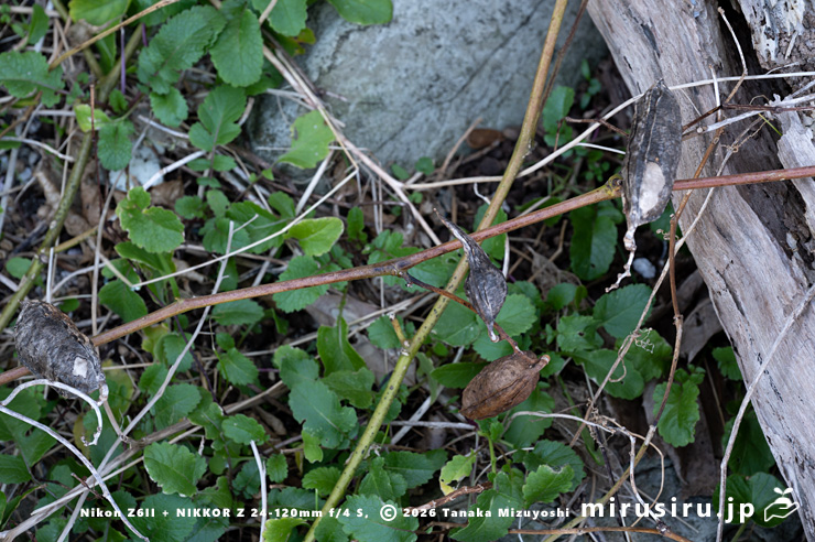 冬に落葉したハマナタマメ 三浦市・毘沙門海岸 2026/01/08