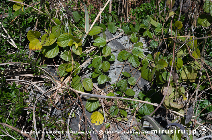 まだ一部は落葉していないハマナタマメ 三浦市・毘沙門海岸 2026/01/08