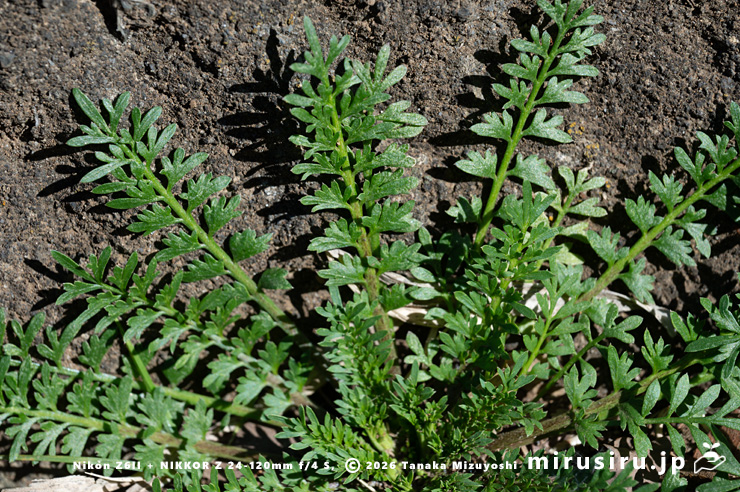 カラクサナズナのロゼットの葉 三浦市・毘沙門 2026/01/08