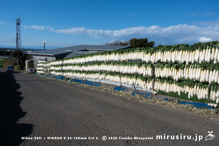 アオクビダイコンの大根干し　三浦市三崎町六合・川島農園　2026/01/08