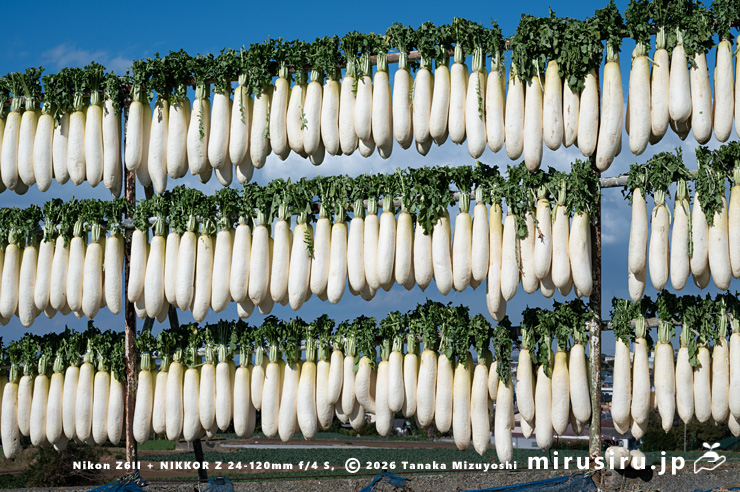 アオクビダイコンの大根干し　三浦市三崎町六合・川島農園　2026/01/08
