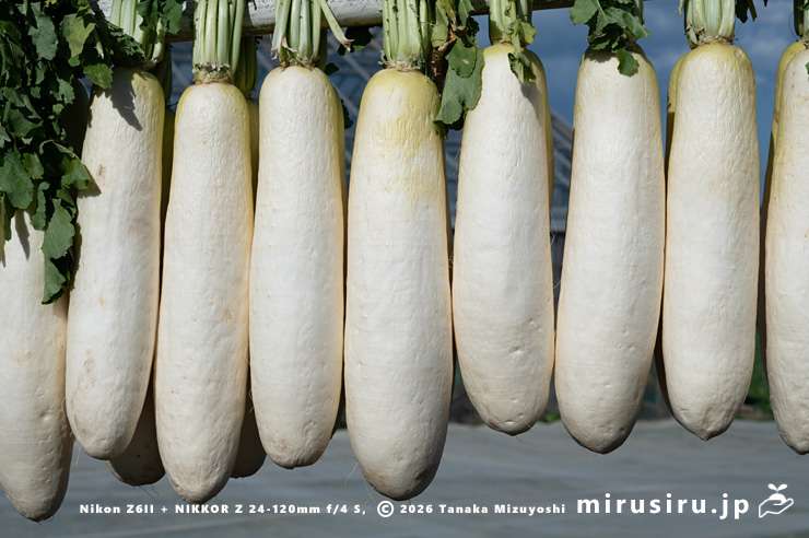 アオクビダイコンの大根干し　三浦市三崎町六合・川島農園　2026/01/08