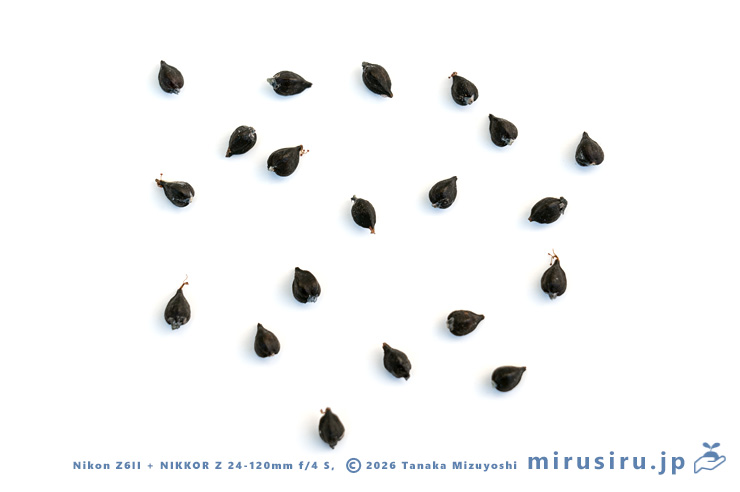 ツルソバの種子（のように見える痩果）　三浦市・毘沙門海岸　2026/01/09