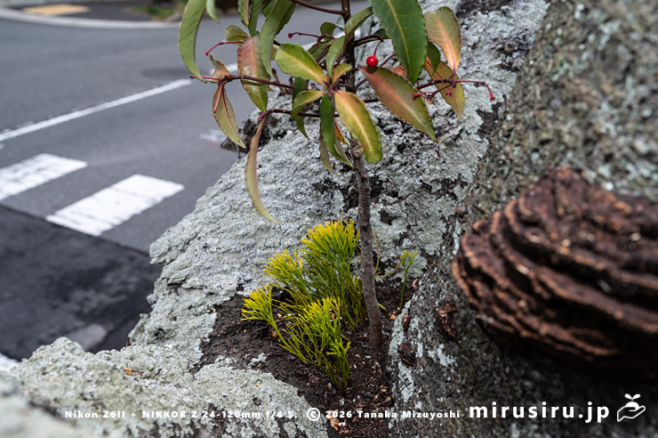 街路樹のソメイヨシノにおそらく人為的に植栽されたマツバラン　逗子市久木・逗子ハイランド　2026/01/11
