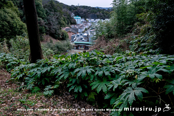 カミヤツデの小群落　鎌倉市植木・七曲坂　2026/01/11