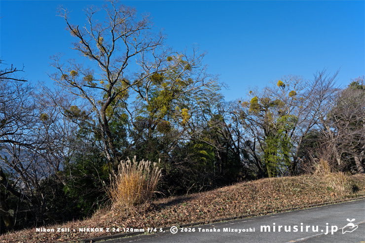 ヤドリギ　大井町・ビオトピア・メイン道路西側　2026/01/14