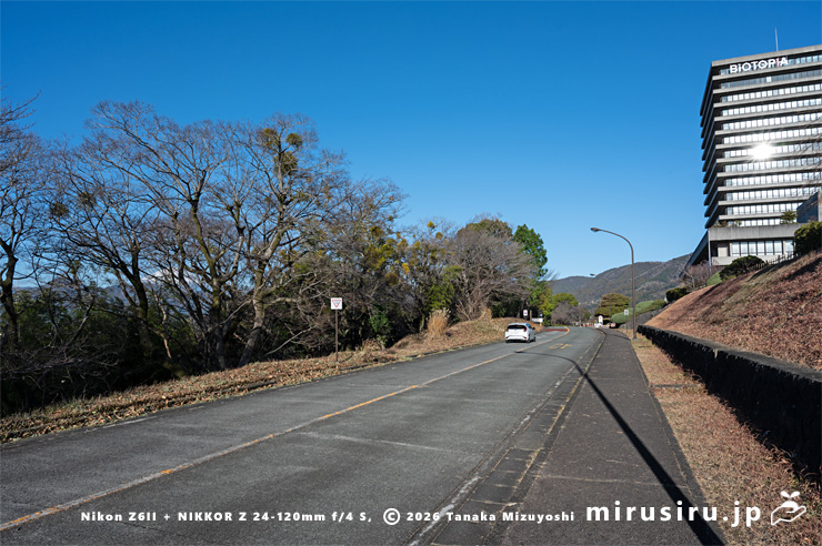 ヤドリギ　大井町・ビオトピア・メイン道路西側　2026/01/14