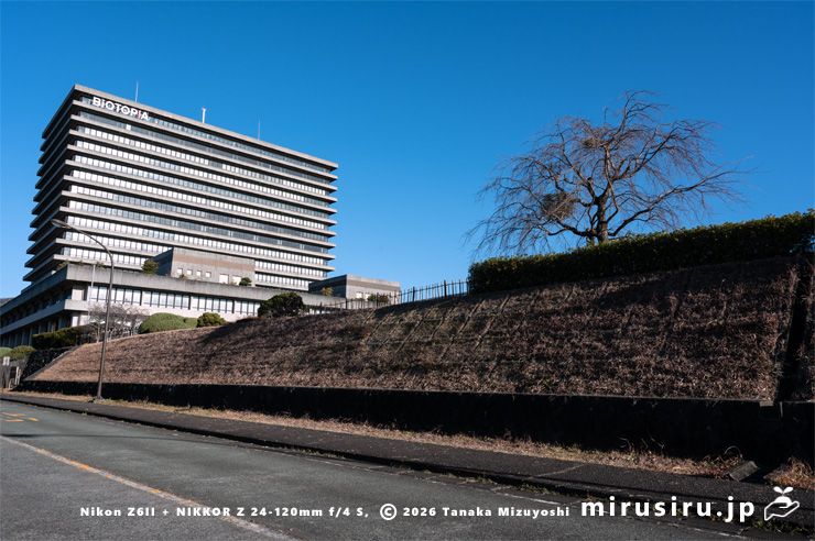 シダレザクラに寄生したヤドリギ　大井町・ビオトピア・マルシェ西側　2026/01/14