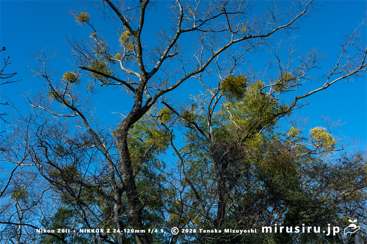 ヤドリギ　大井町・ビオトピア・メイン道路西側　2026/01/14