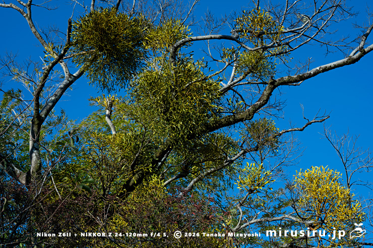 ヤドリギ　大井町・ビオトピア・メイン道路西側　2026/01/14