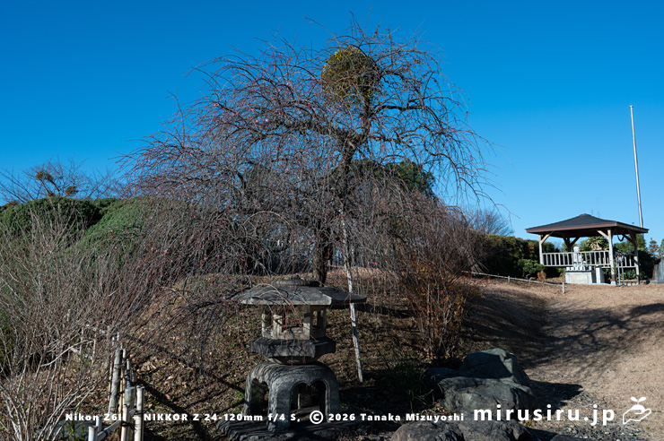 シダレウメに寄生したヤドリギ　大井町・ビオトピア・マルシェ西側　2026/01/14