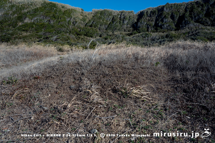 冬枯れたネコノシタ 三浦市・城ヶ島 2026/01/16