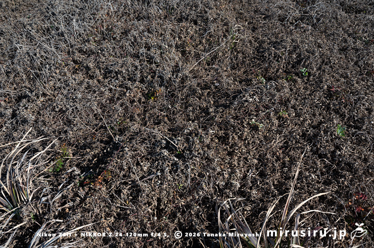 冬枯れたネコノシタ 三浦市・城ヶ島 2026/01/16