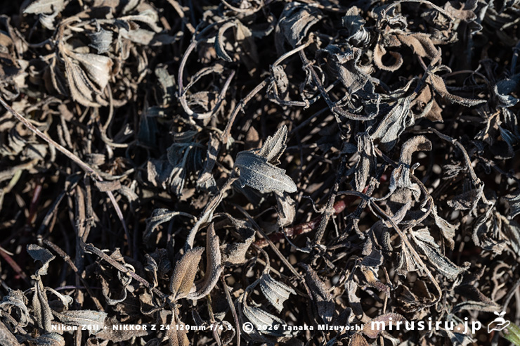 冬枯れたネコノシタ 三浦市・城ヶ島 2026/01/16