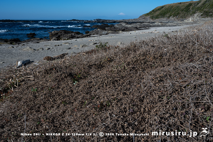 冬枯れたネコノシタ 三浦市・城ヶ島 2026/01/16