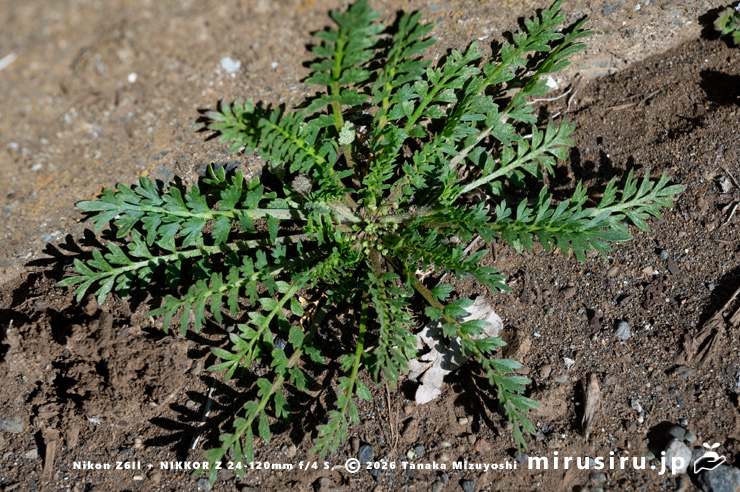 道端に生えた開花中のカラクサナズナ 三浦市・毘沙門 2026/01/16