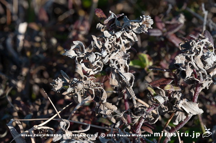 冬枯れたネコノシタ 横須賀市・天神島臨海自然教育園 2026/01/16