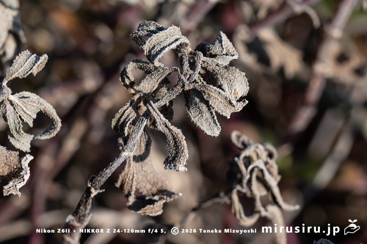 冬枯れたネコノシタ 横須賀市・天神島臨海自然教育園 2026/01/16