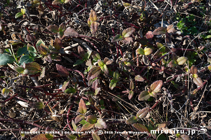 枯れずに耐えている真冬のネコノシタ 横須賀市・天神島臨海自然教育園 2026/01/16