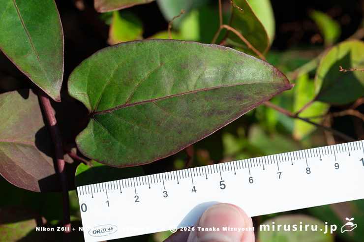 ファロピアのこの場所の株にしては大きめの真冬の葉（長さ8.5cm×幅4.5cm）　葉山町一色・三ヶ下　2026/01/16