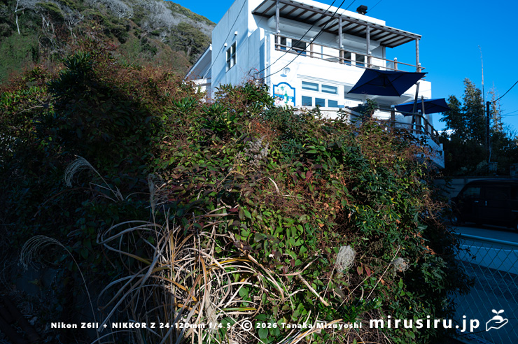 真冬のファロピア　葉山町一色・三ヶ下・TRATTORIA PIZZERIA 207 葉山本店　2026/01/16