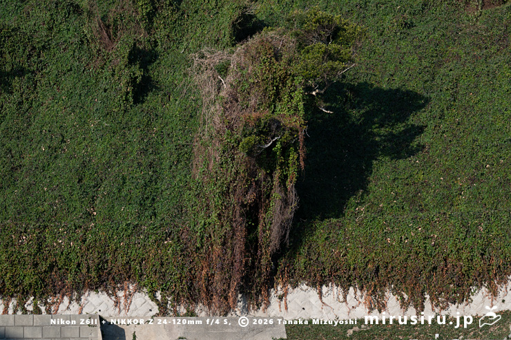 やや枯れてきた真冬のファロピア　葉山町一色・はやま三ヶ岡山緑地　2026/01/16