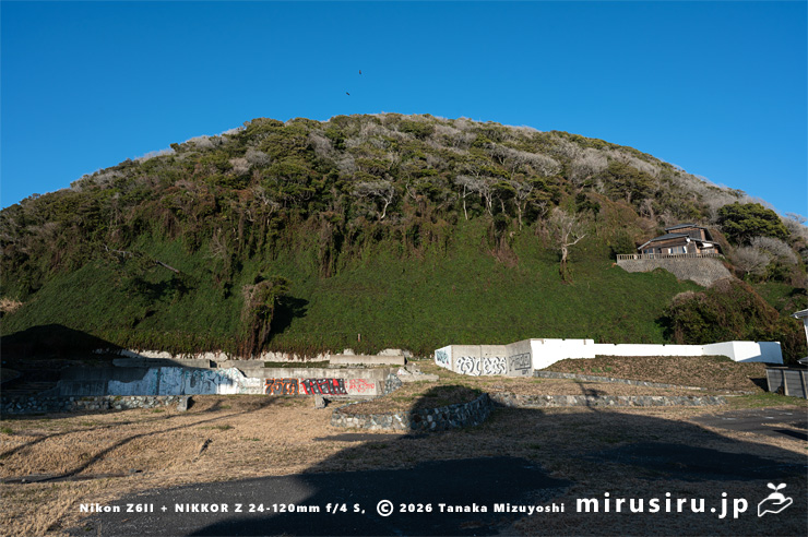 やや枯れてきた真冬のファロピア　葉山町一色・はやま三ヶ岡山緑地　2026/01/16