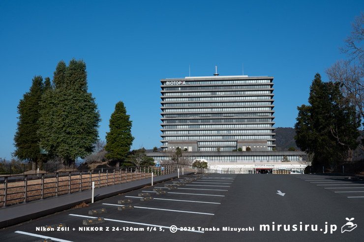 真冬のコウヨウザン（右側も）　大井町・ビオトピア・マルシェ　2026/01/18