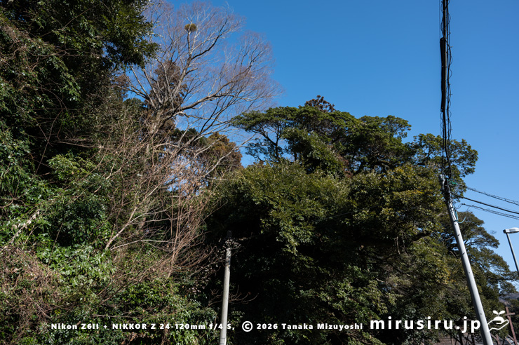 町指定天然記念物「椎の木森」に寄生したヤドリギ　大井町篠窪・三嶋神社　2026/01/18