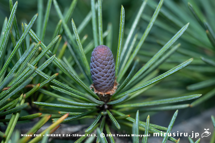 ヒマラヤスギ（ヒマラヤシーダ）の目立った成長がまだ見られない若い実　伊勢原市　2026/01/18