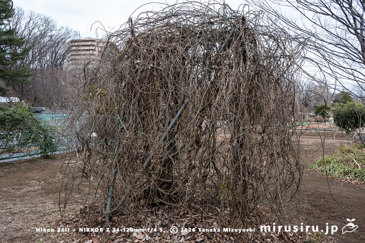 冬枯れしたツヅラフジ（オオツヅラフジ）　東京都小平市・東京都薬用植物園　2026/01/20