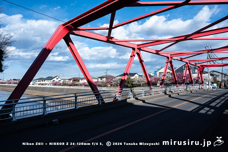 満開のウメ並木　茅ヶ崎市浜之郷・小出川・浜園橋～新鶴嶺橋（赤橋）　2026/01/22