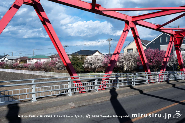 満開のウメ並木　茅ヶ崎市浜之郷・小出川・浜園橋～新鶴嶺橋（赤橋）　2026/01/22
