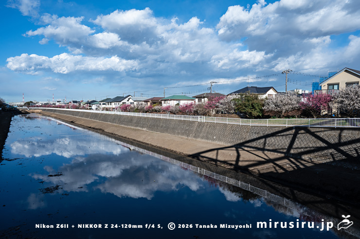 満開のウメ並木　茅ヶ崎市浜之郷・小出川・浜園橋～新鶴嶺橋（赤橋）　2026/01/22